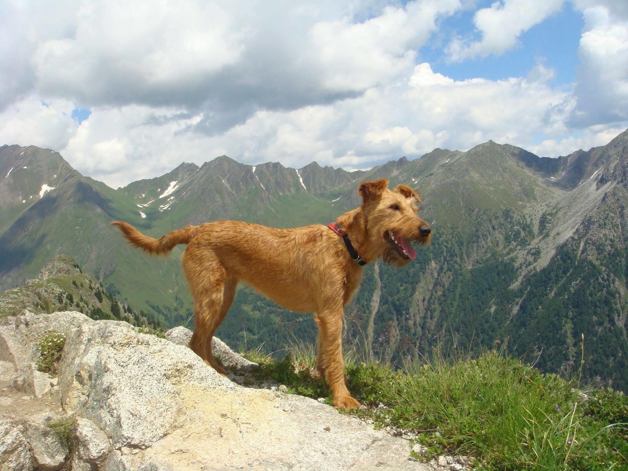 Bed & Breakfast Abis - Dolomites Rio di Pusteria Εξωτερικό φωτογραφία